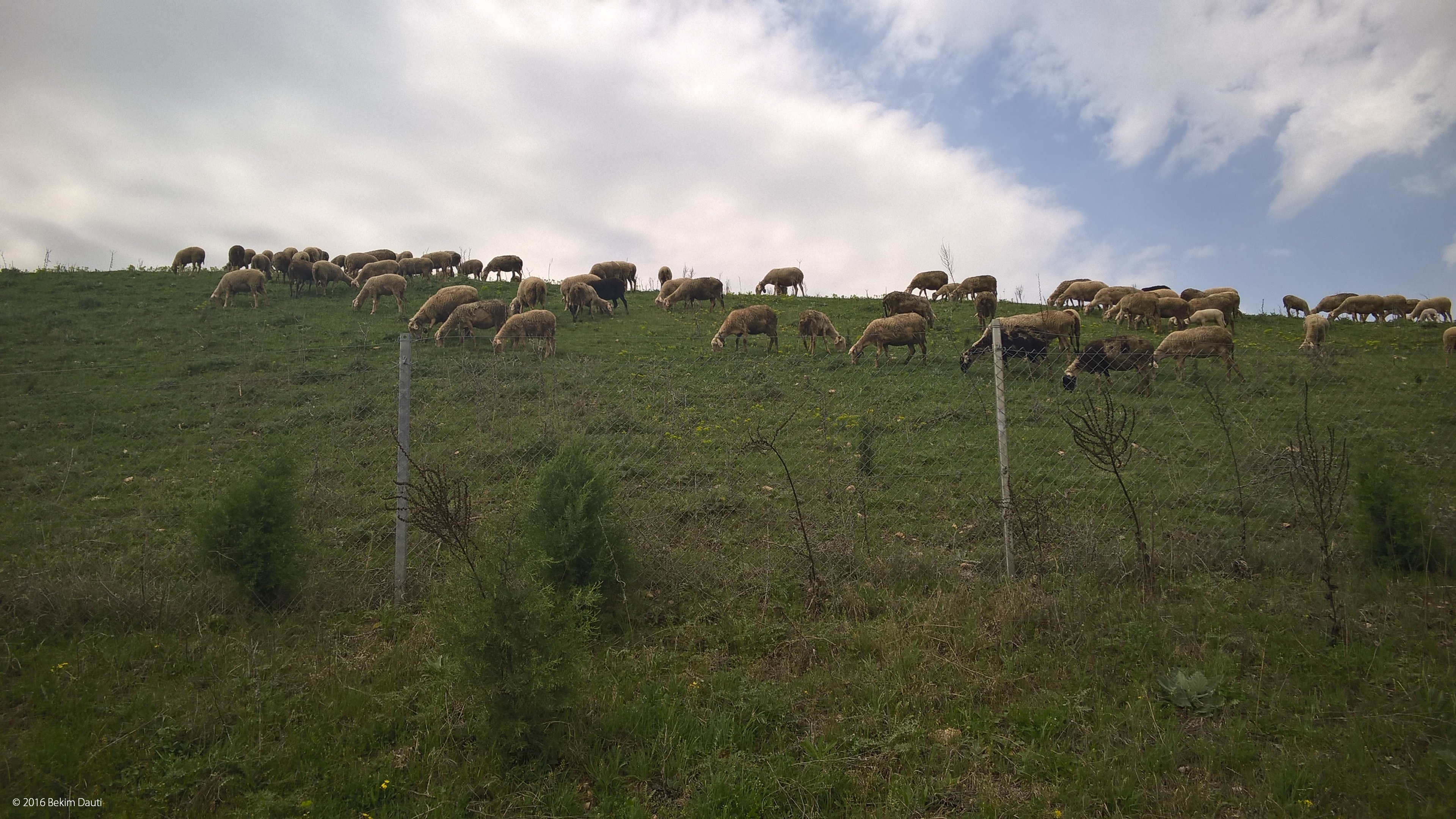 Kopeja e deleve